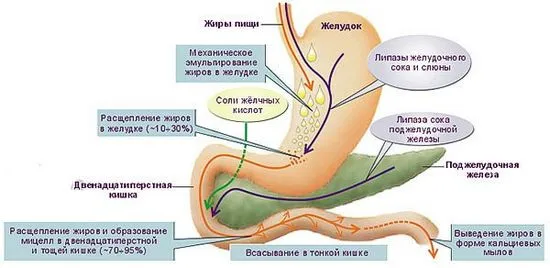 Анатомия на човешкия стомашно-чревен тракт