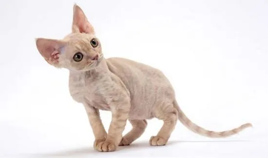 Devon Rex снимка, цена, описание на породата, характер, видео, развъдници Murkote за котки и котки