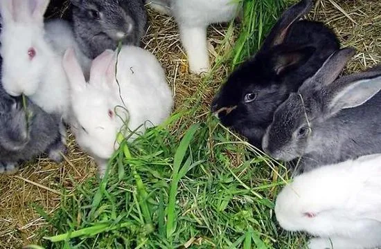 С коя трева могат да се хранят зайци и коя не