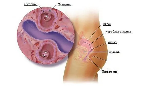 4-та седмица от бременността от зачеването, което се случва