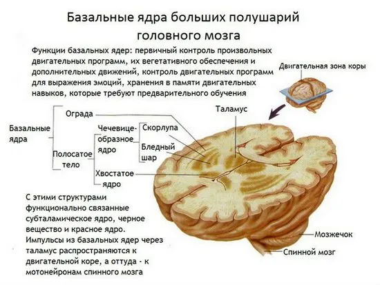 Лакунарен инсулт причини, симптоми, диагностика и лечение