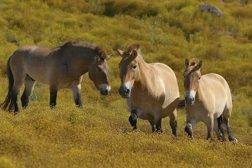 Descrierea calului lui Przewalski, Cartea Roșie