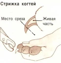 8 съвета как да подстрижете ноктите на котка. Как да подстрижете ноктите на котка видео от Murkote за котки и котки