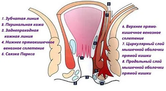 хемороиди