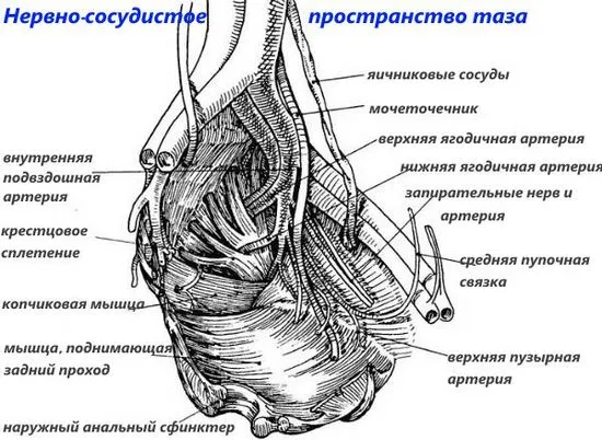 причините