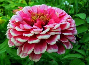 zinnia