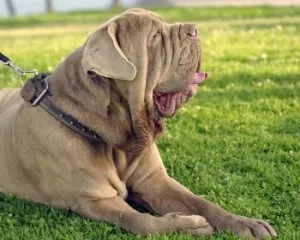 Mastiff Neapolitano или италиански мастиф описание със снимка и видео, цена