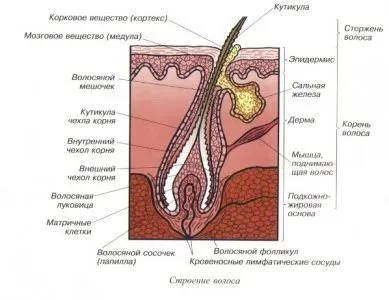 Структура на косъма - структура на косъма