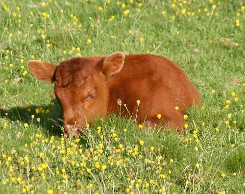 Temperatura vițeilor este norma fiziologică a temperaturii