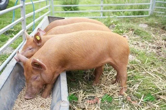 Összetett takarmány sertések számára, összetétele, fogyasztása és elkészítése