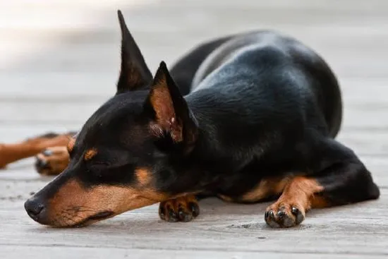 Миниатюрен пинчер (Zvergpinscher) история, външен вид, стандарт, характер и грижи (снимка)