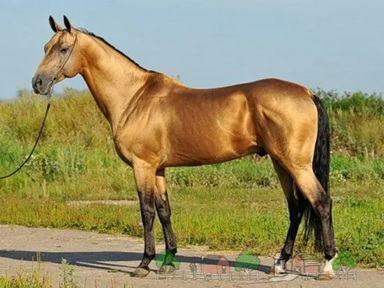 O prezentare generală a hainei de ochi de taur la cai, descriere și fotografie