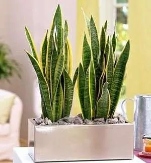 Sansevieria - грижи у дома, размножаване и трансплантация