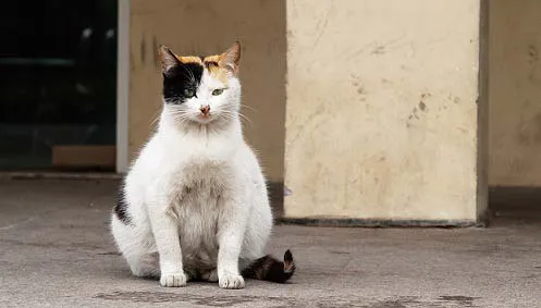 Колко дълго продължава бременността на котката (продължителност), първите признаци. Murkote за котки и котки