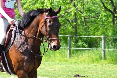 Колко струва най-скъпият кон в света, описание на породата