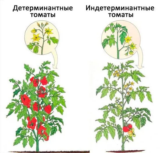 Детерминантно разнообразие от домати, какво е това, списък на домати, снимка