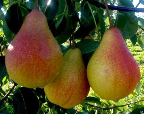 Pear Williams, описание на сорта, характеристики на мутанти