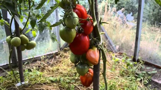 Домат Мазарини описание и характеристики, отглеждане, снимка