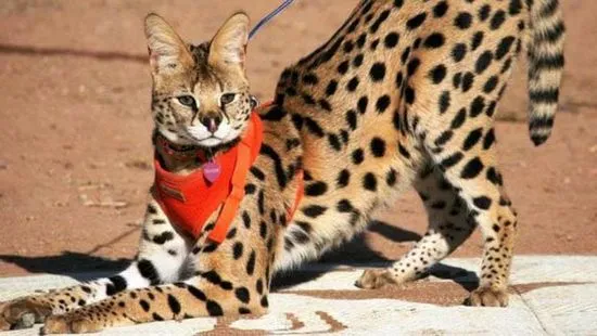 Снимка на котка Serval, цена, описание на породата, характер, видео, развъдници Murkote за котки и котки