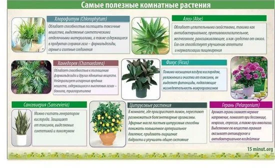 Стайни растения за детска стая кои са по-добри