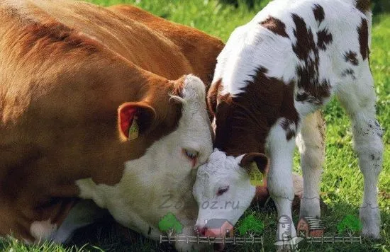 Câți viței poartă o vaca și cât durează procesul