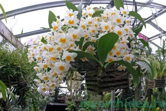 Грижа за Dendrobium у дома снимка