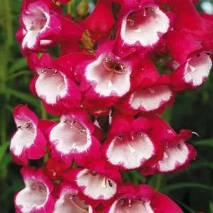 Penstemon - отглеждане от семена от сортовете Hartwega и Chanson (снимка на цветове)