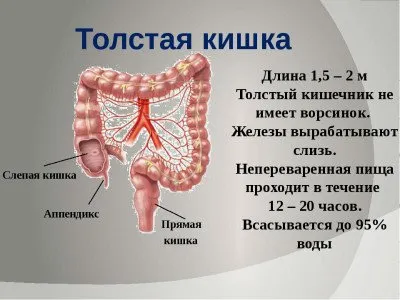 тънките