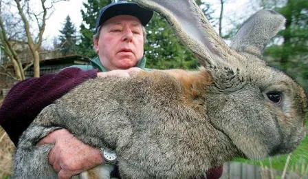 Развъждане на зайци у дома за начинаещи