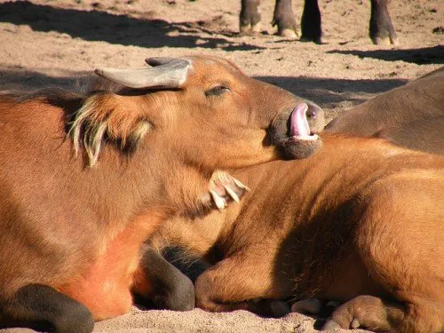 Малък бивол Celebes (Anoa) преглед, снимка