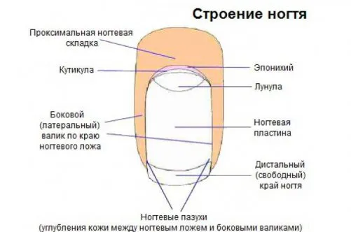 Всичко за това как растат ноктите