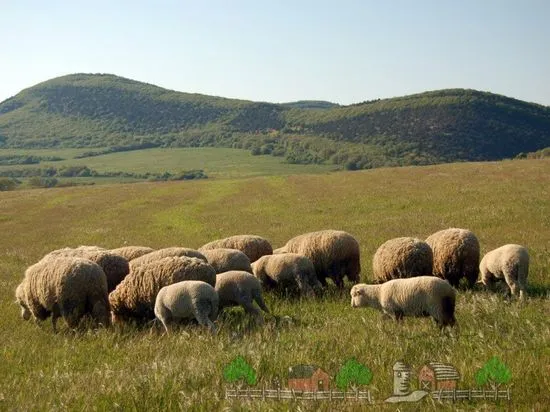 Prezentare generală a țărilor liderilor în populația de ovine, descrierea și fotografia lor