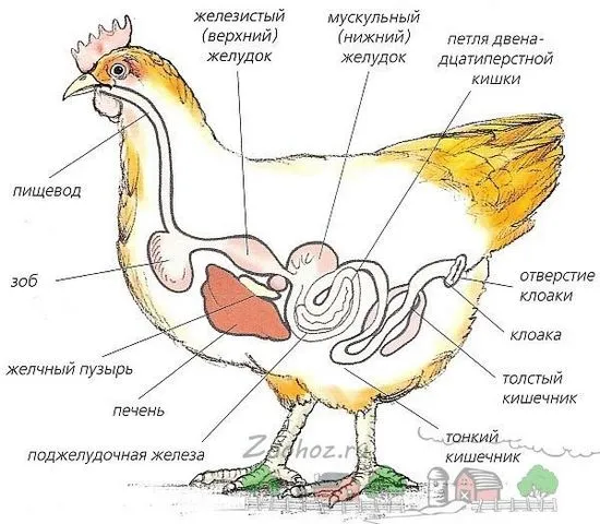 Голяма гуша при пиле причинява възпаление и неговото лечение