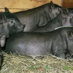 Vislobryuhie sau porci vietnamezi și de porc păstrarea, creșterea și îngrijirea la domiciliu cu