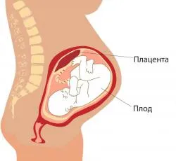 Въпрос това, което е опасно плацентарна недостатъчност