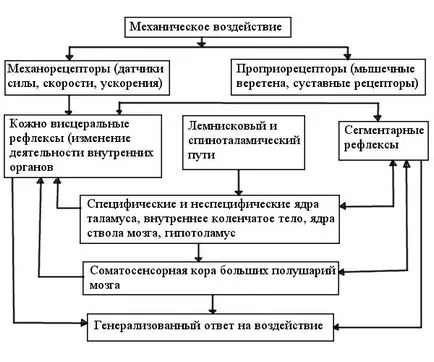 Efectul masajului asupra corpului uman