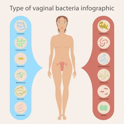 Restabilirea microflorei la femei după antibiotice