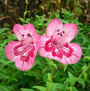 penstemon