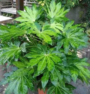 Какви грижи изисква fatsia japonica у дома (снимка на растението)