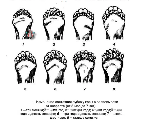 козата