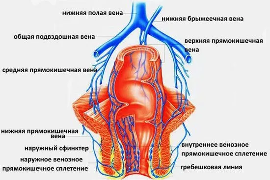 Основните прояви на хемороиди на снимката и в живота