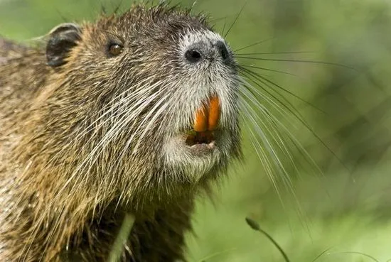 Cum să tăiați nutria acasă