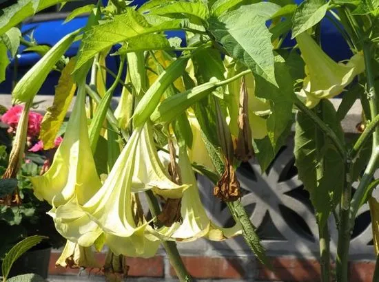 datura