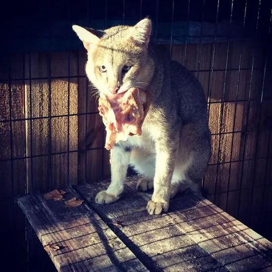 Котка от тръстика (12 снимки) можете ли да я държите у дома, видео, описание на Murkote за котки и котки