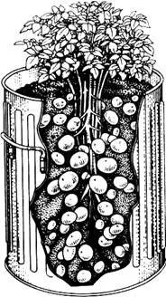 Технология на отглеждане на картофи в чували, варели и кутии
