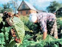 Народни средства за борба с колорадския бръмбар