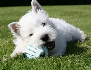 West Highland White Terrier снимка, куче и кученце цена, физиологични стандарти