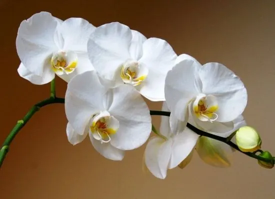 Описание на бялата орхидея Phalaenopsis със снимки и съвети