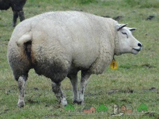 O prezentare generală a rasei de oi Texel, descrierea acestora, fotografii și videoclipuri