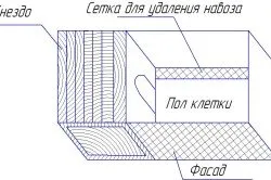 скротума